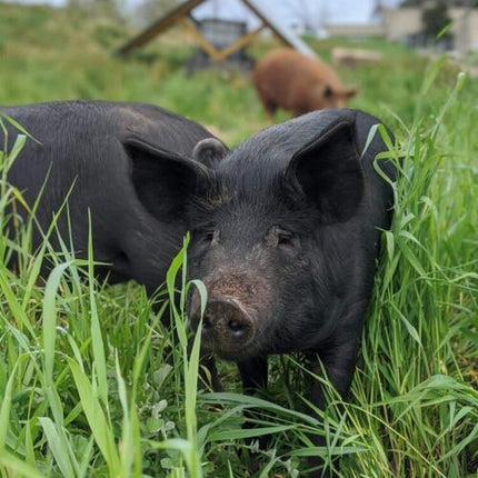 Collection image for: Grass Fed Pork
