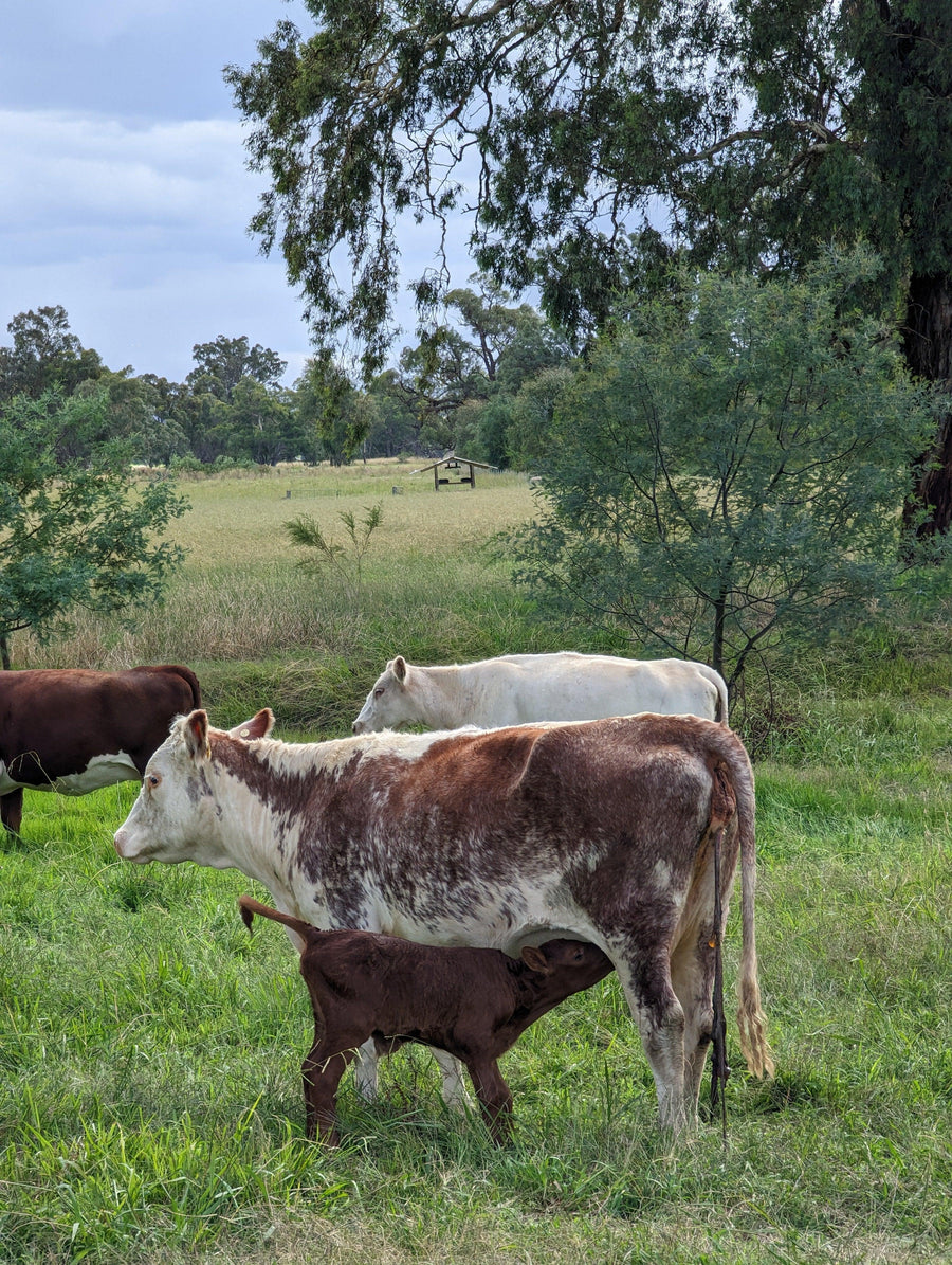 Cows and a calf in a grassy field with trees and blue sky. — view 4