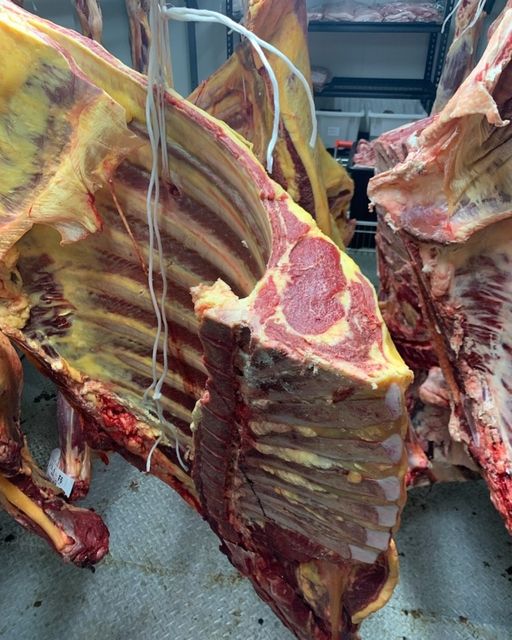 Double Aged Dairy Beef