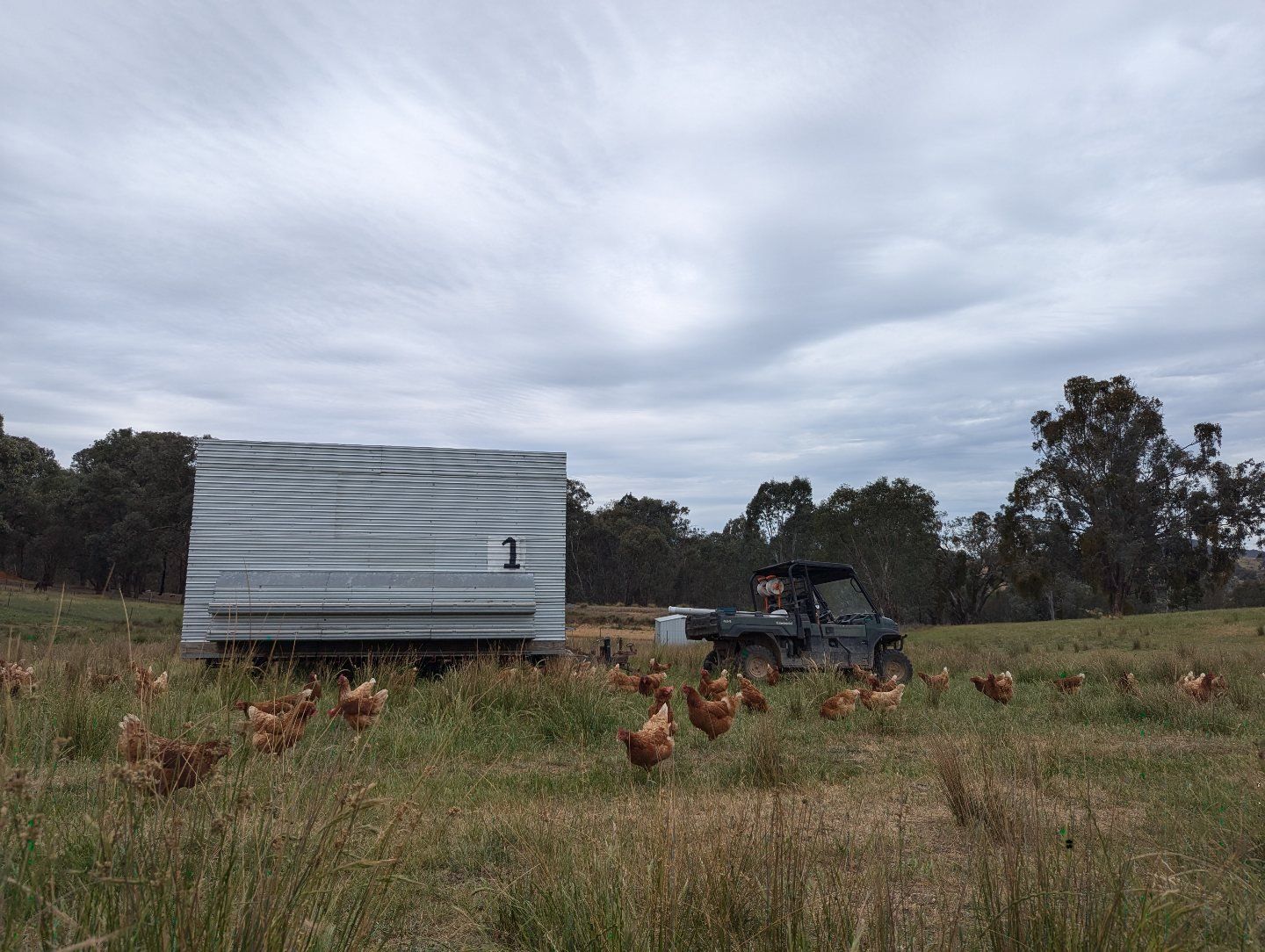 Pasture Raised Eggs