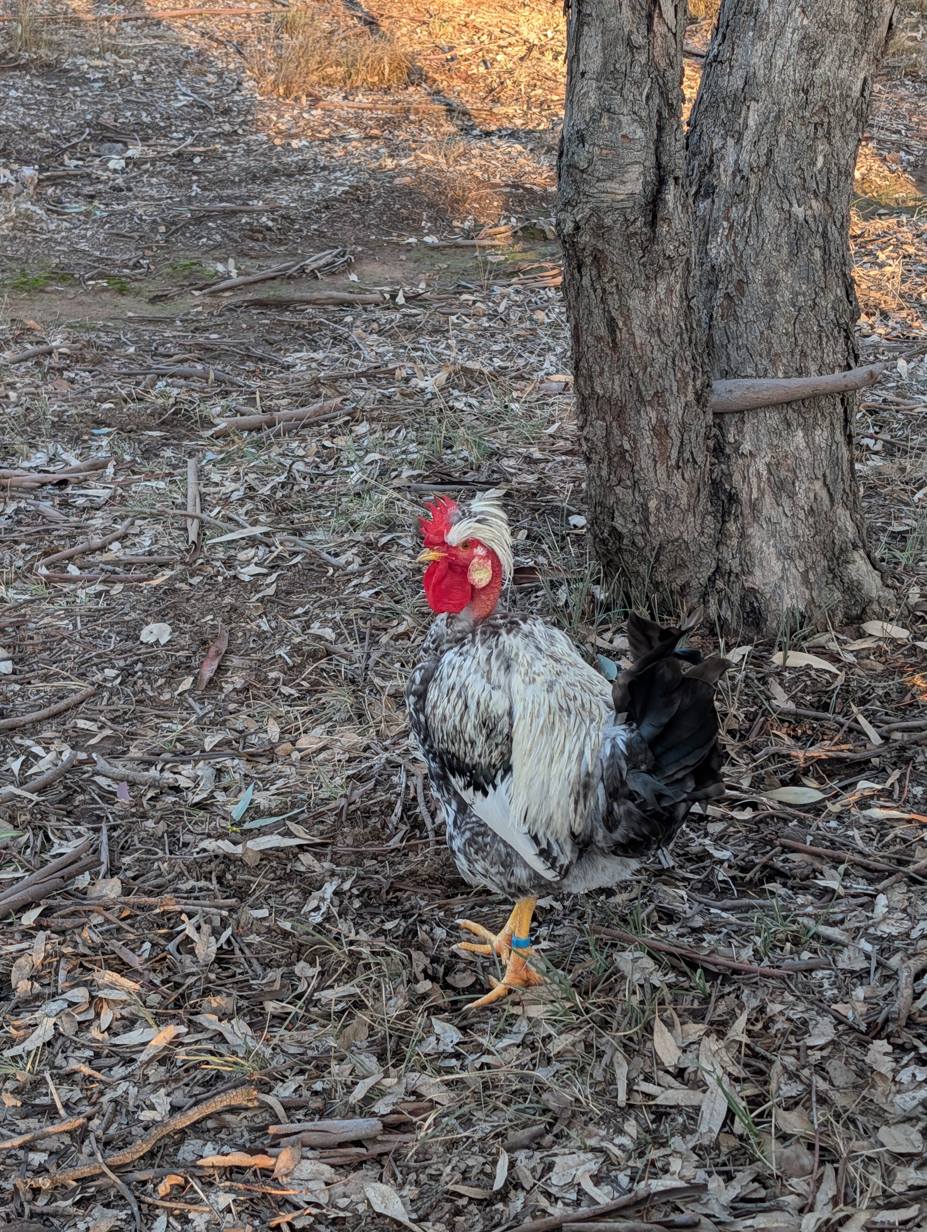 Ottofowl: Breeding an Australian Landrace Chicken