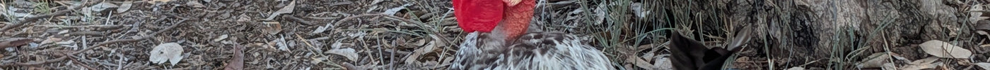 Ottofowl: Breeding an Australian Landrace Chicken