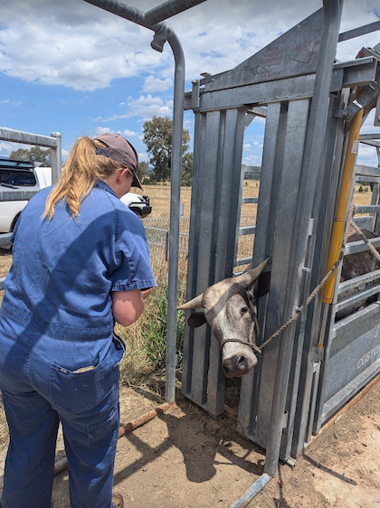 Cutting a Bulls Horns