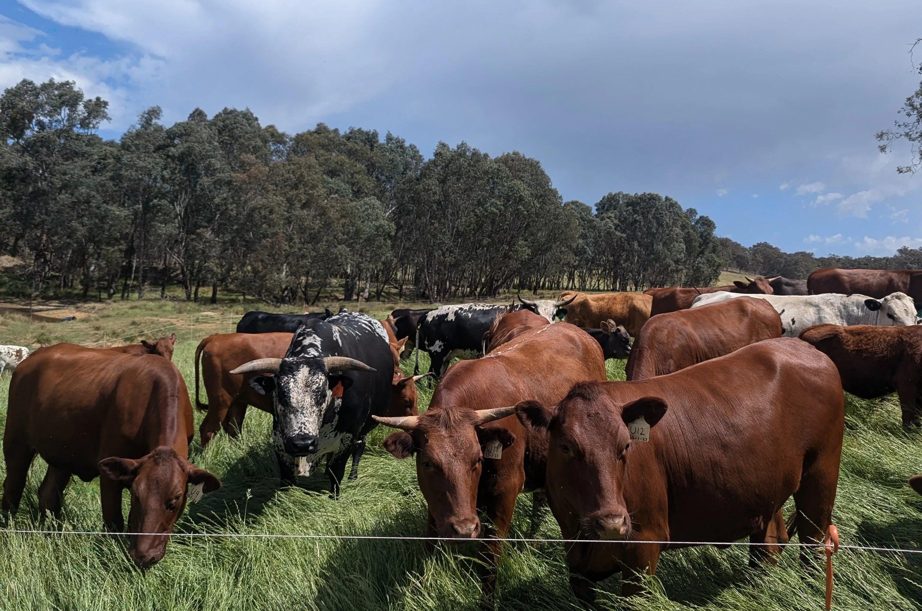 Nguni cattle grazing on pasture under gum trees at Wolki Farm, Woomargama NSW