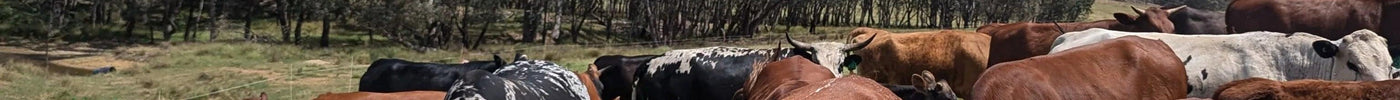 Nguni cattle grazing on pasture under gum trees at Wolki Farm, Woomargama NSW