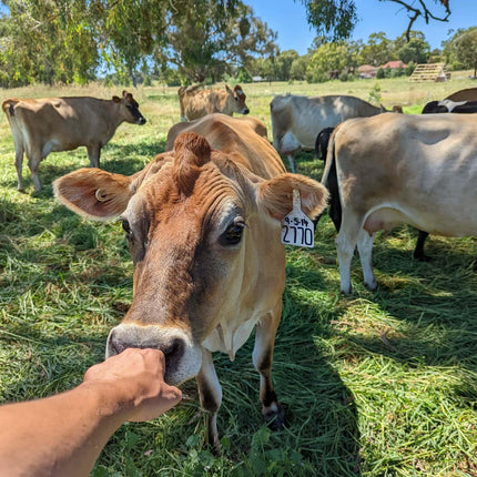 Value Boxes - Wolki Farm