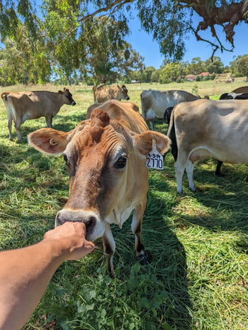 Value Boxes - Wolki Farm