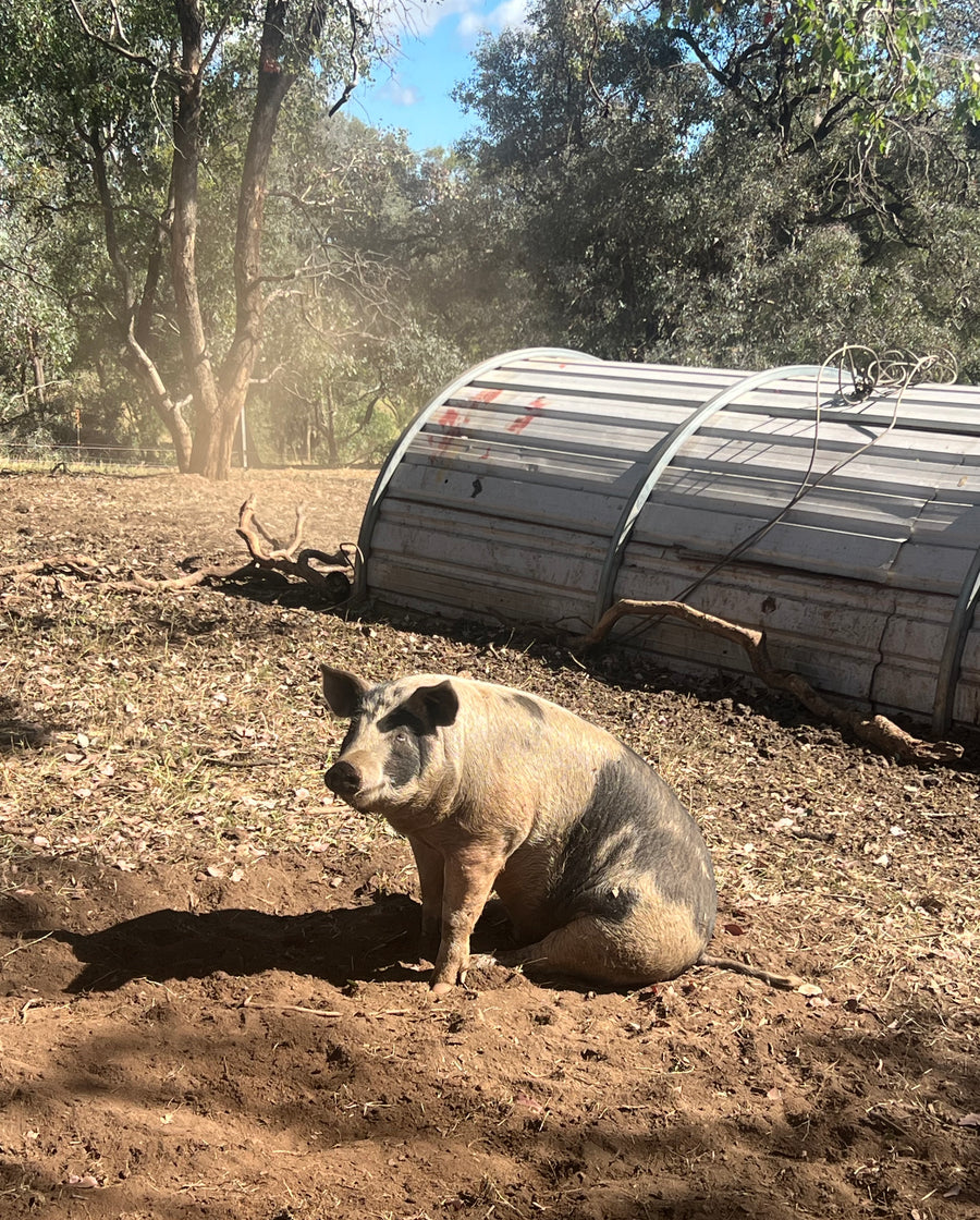 Discovery Day at Wolki Farm