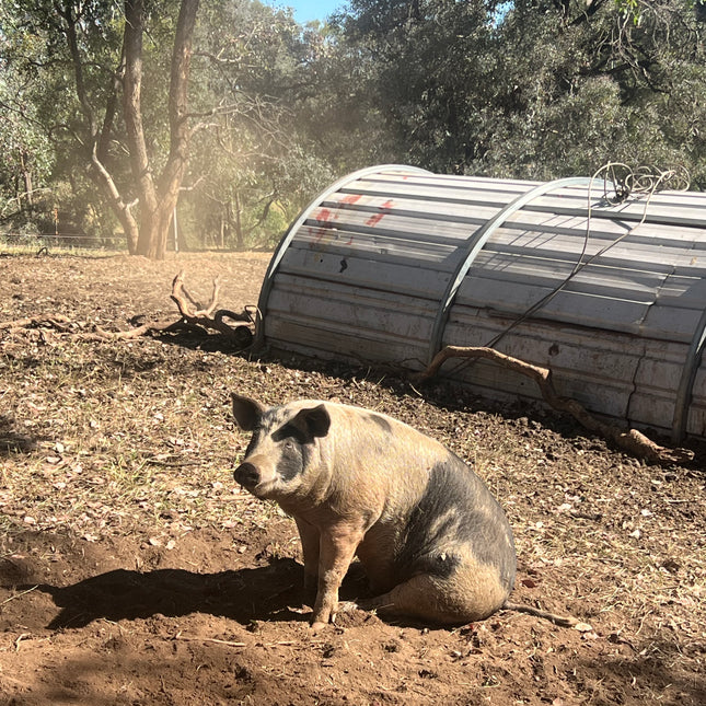 Discovery Day at Wolki Farm