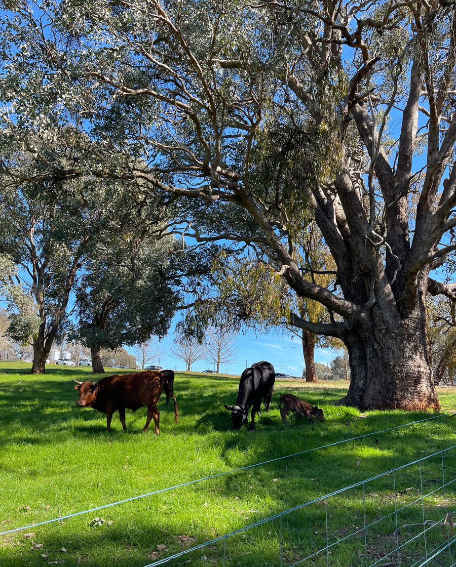 Discovery Day at Wolki Farm