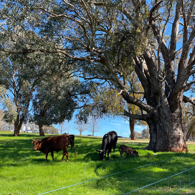 Discovery Day at Wolki Farm