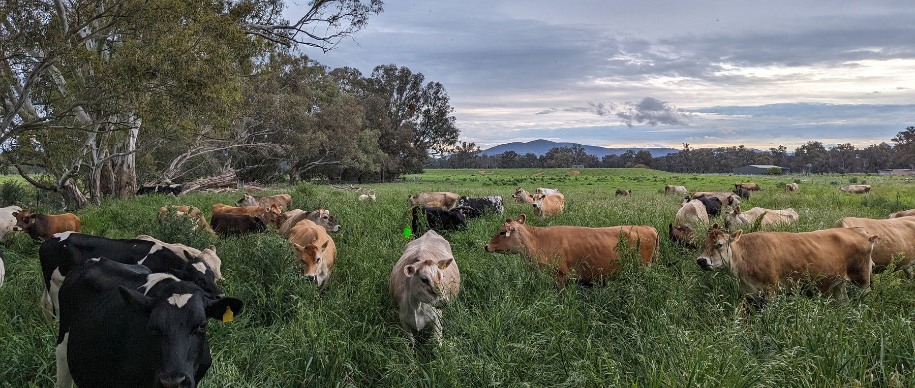 Wolki Farm double-aged dairy beef — retired Jersey dairy cows finished on regenerative pasture