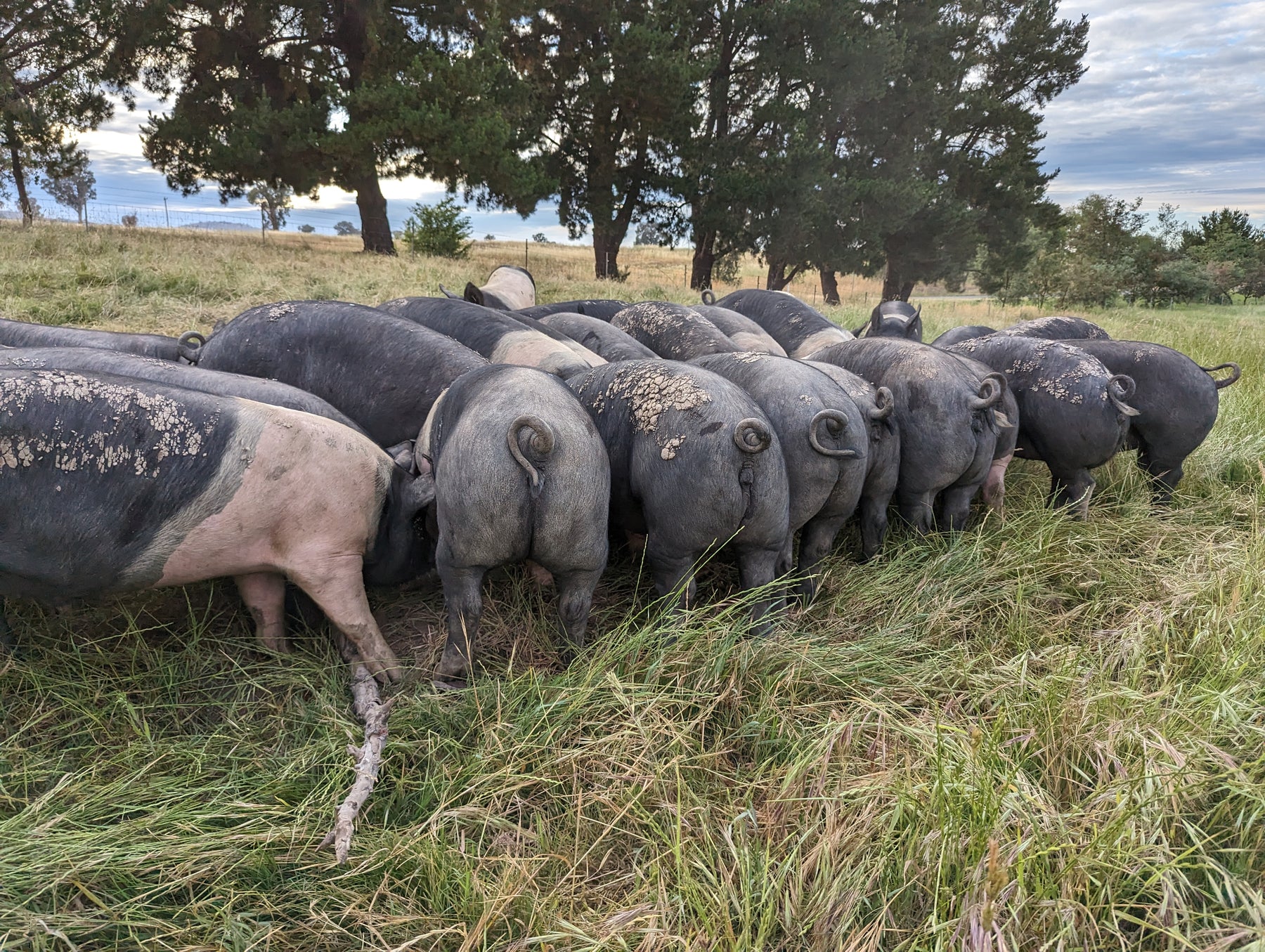 Wolki Farm pasture-raised heritage pork — Berkshire and Saddleback pigs on regenerative pasture
