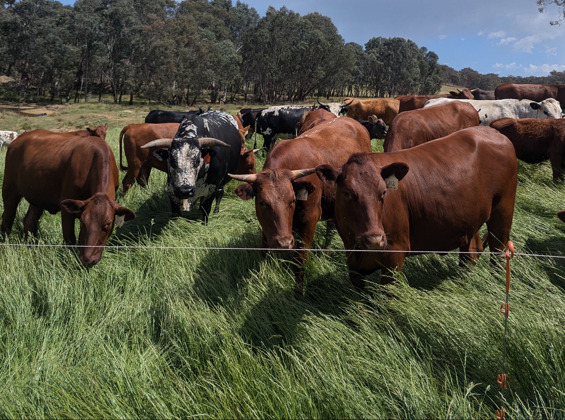 Wolki Farm grass-fed cattle herd grazing on organic pasture in Woomargama NSW