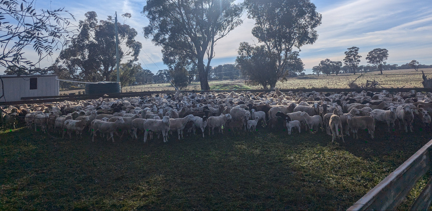 Wolki Farm grass-fed lamb — heritage African-genetic sheep on regenerative pasture