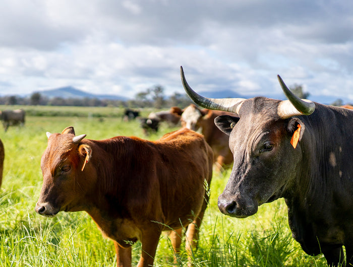 GRASS FED PRODUCE