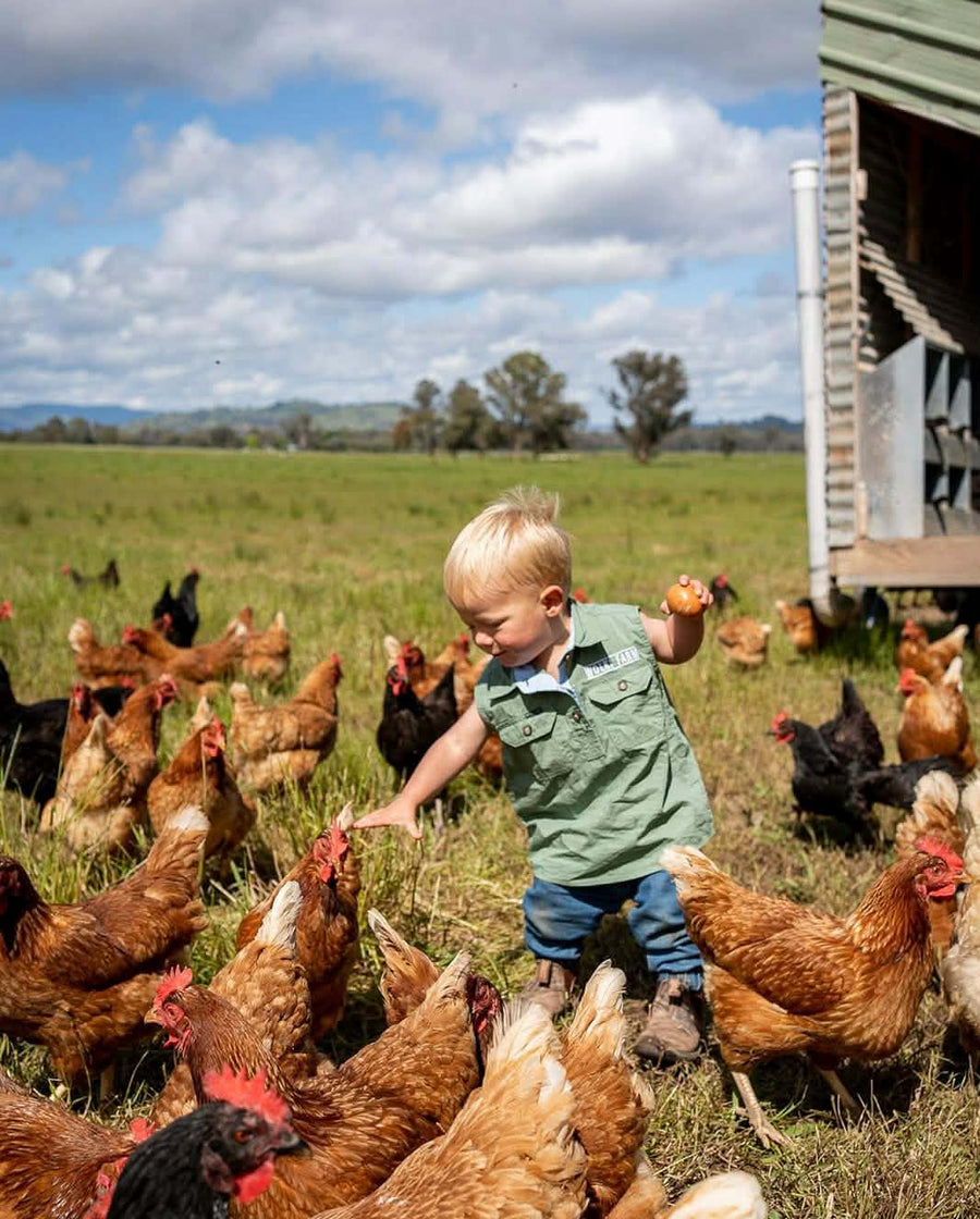 A young child collecting a fresh egg among the free-range hens at Wolki Farm