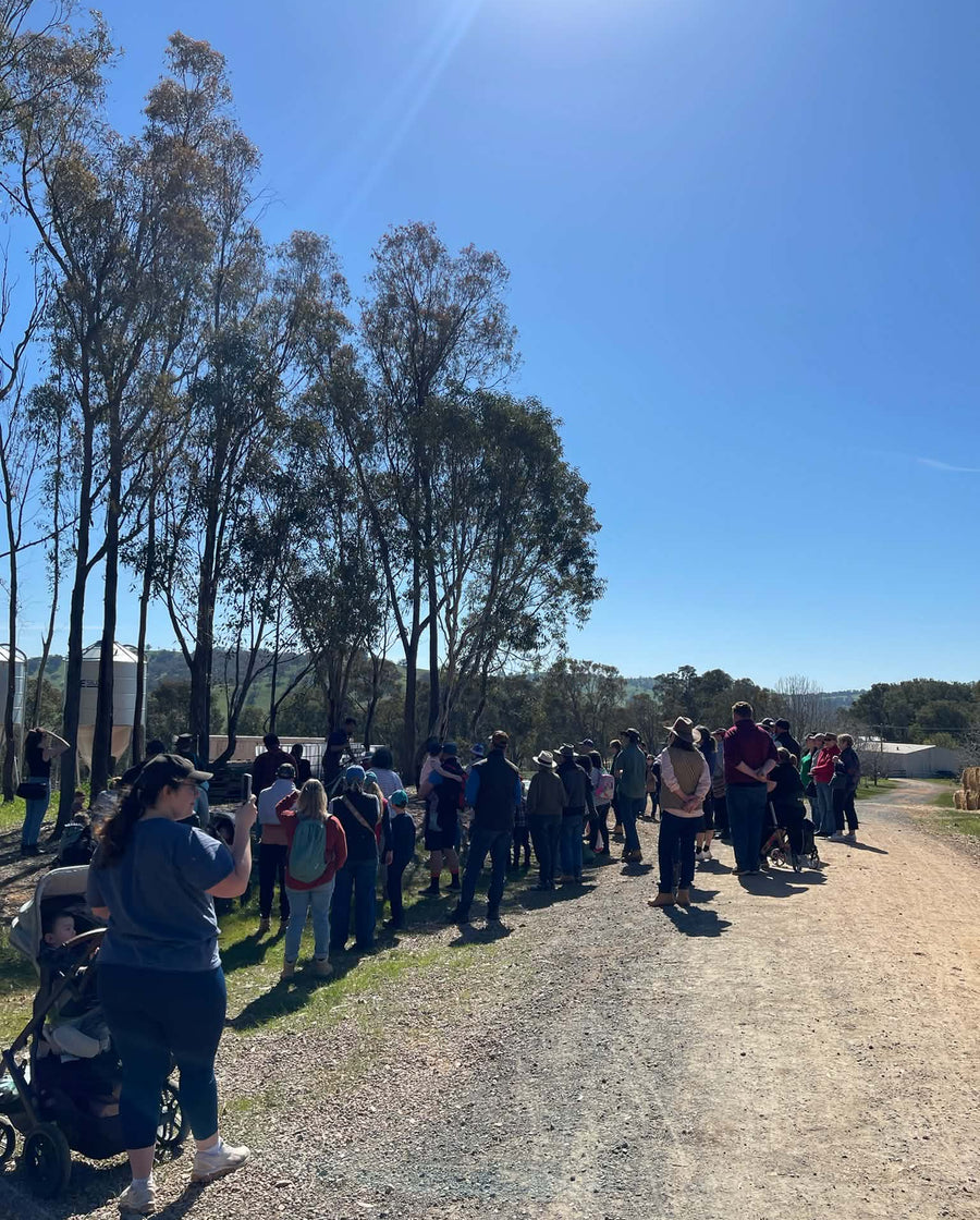 Guided farm tour group walking the farm track under the gum trees