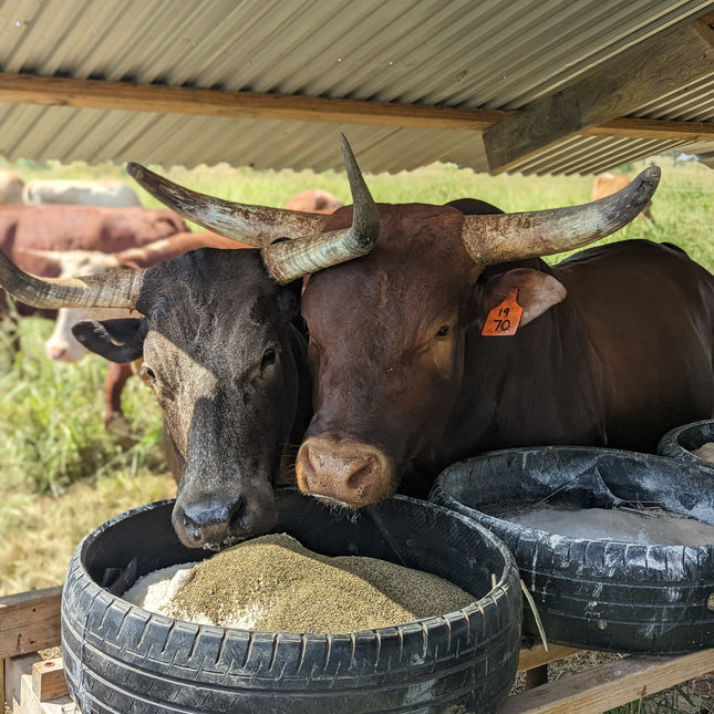 Two large brown nguni cattle with prominent horns are eating from a tire filled with feed, under a metal roof.