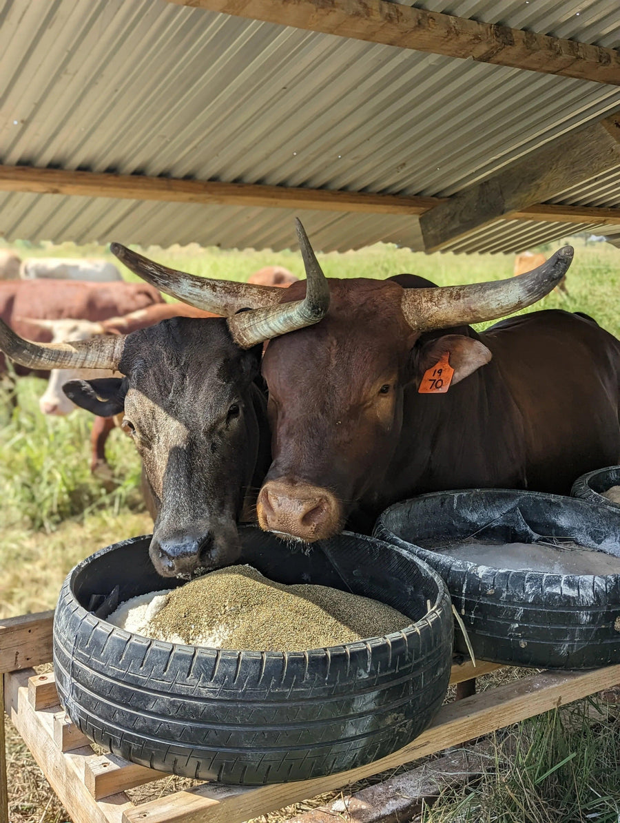 Two large brown nguni cattle with prominent horns are eating from a tire filled with feed, under a metal roof. — view 5
