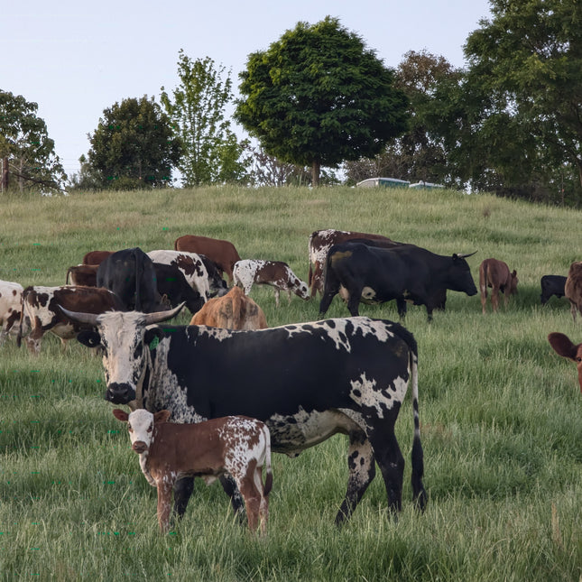 Cows grazing in a green field with trees in the background