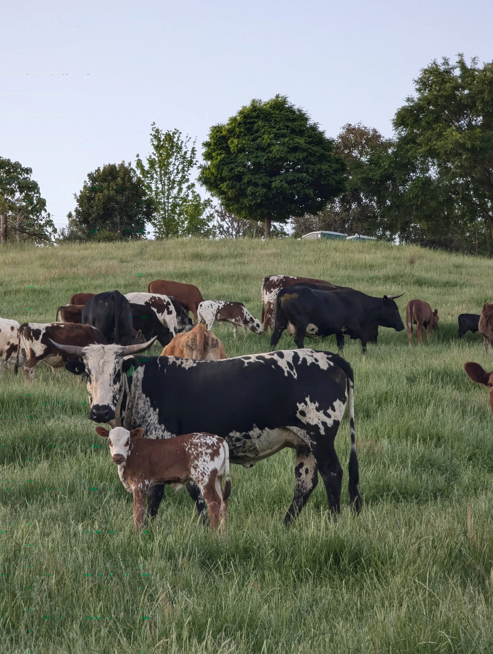 Wolki Farm grass-fed Nguni cow on organic pasture