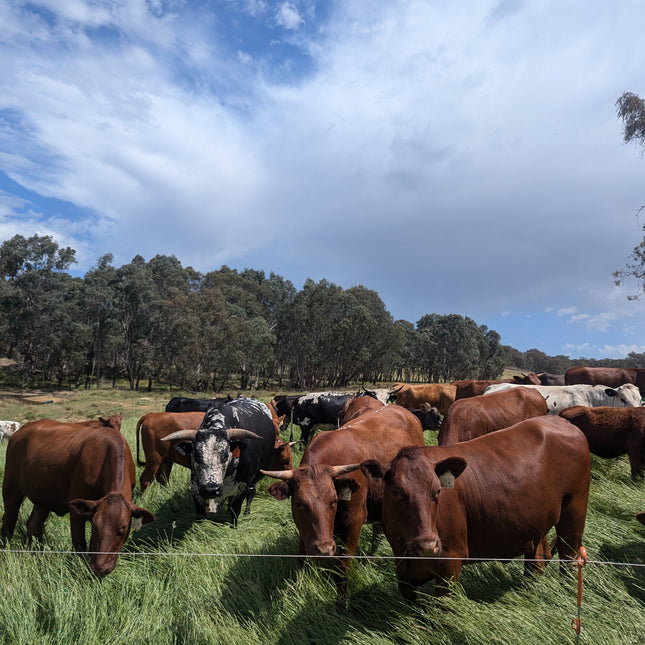 Cattle grazing in a field with a blue sky and trees in the background
