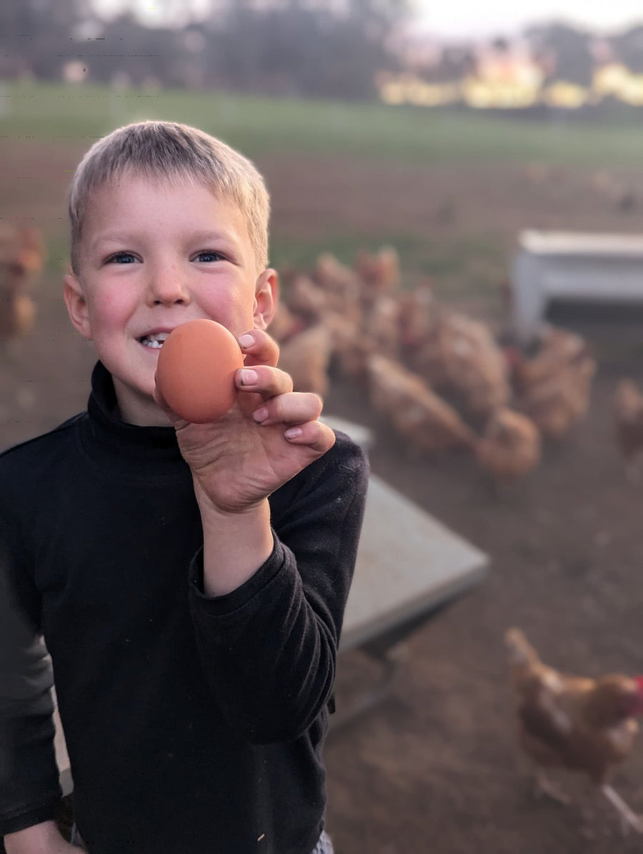 Ottofowl fertile eggs from the free-range flock