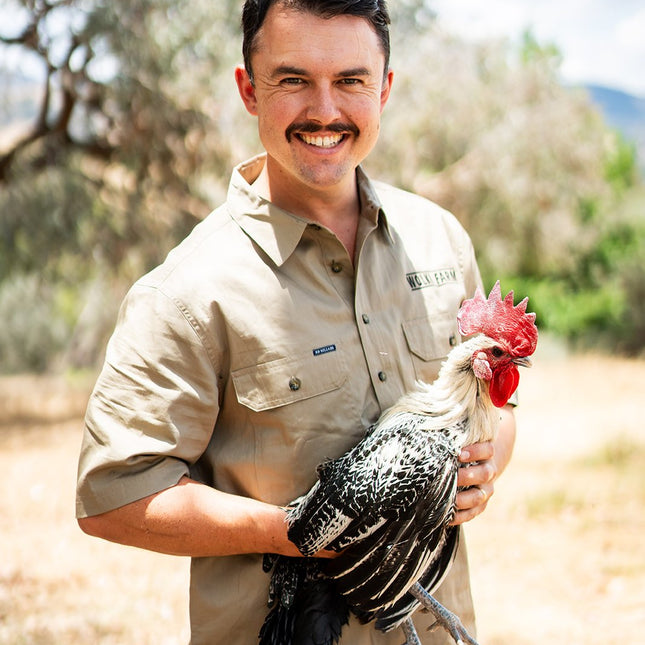 Ottofowl breeding rooster