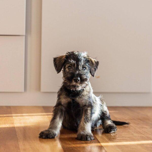 Standard Schnauzer