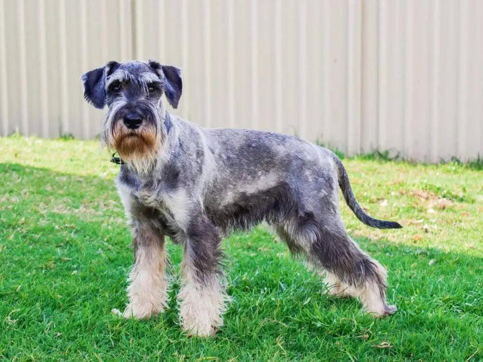 Adult Wolki Standard Schnauzer