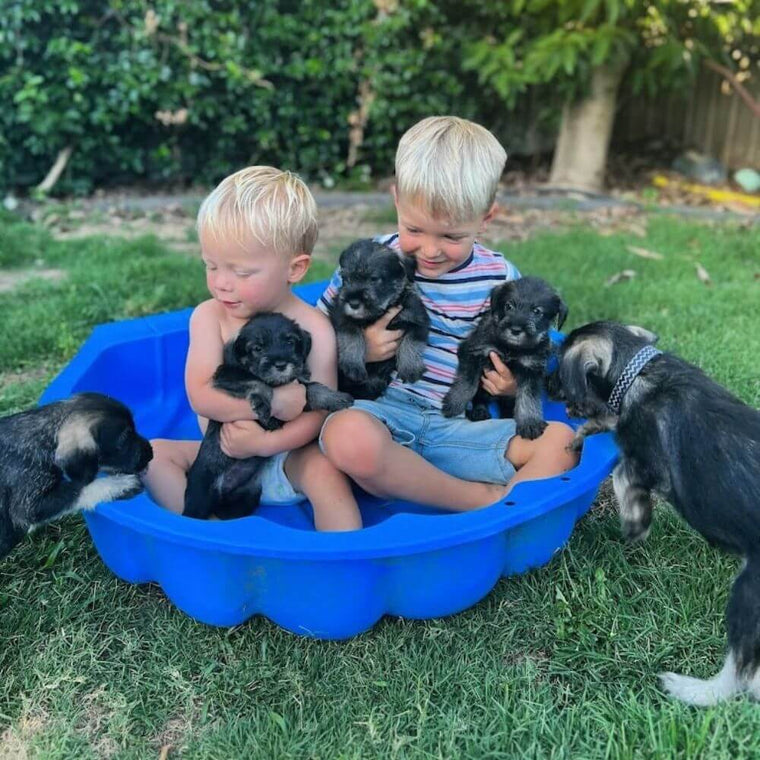Family raised puppies