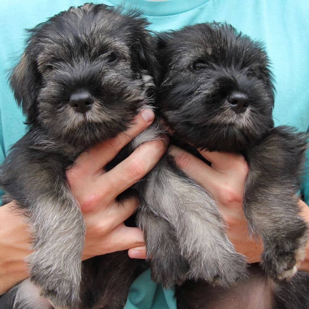 Standard Schnauzer puppies