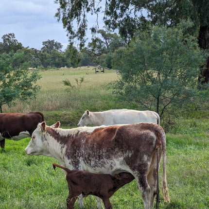 Cows and a calf in a grassy field with trees and blue sky.