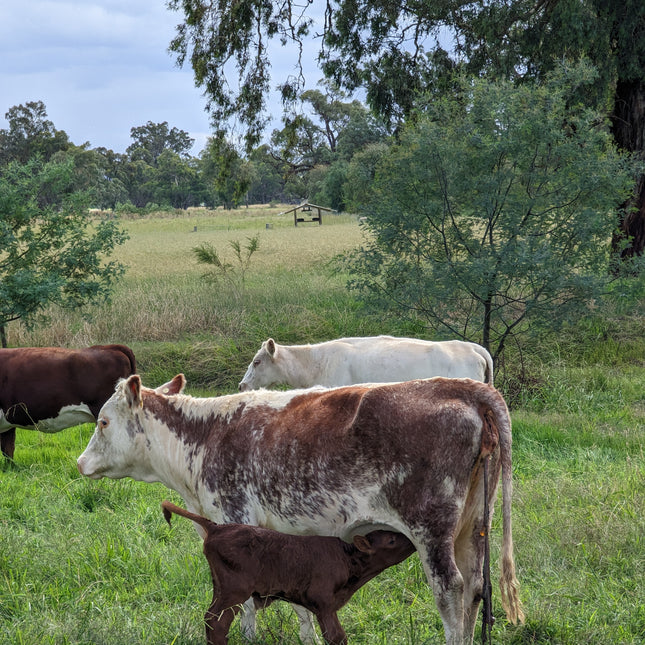 Cows and a calf in a grassy field with trees and blue sky.