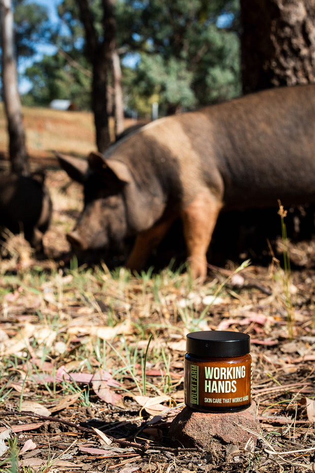 Jar of 'Working Hands' product on a rock with pigs in the background